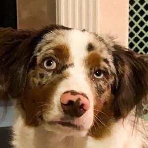 Meet your Posher, Ella